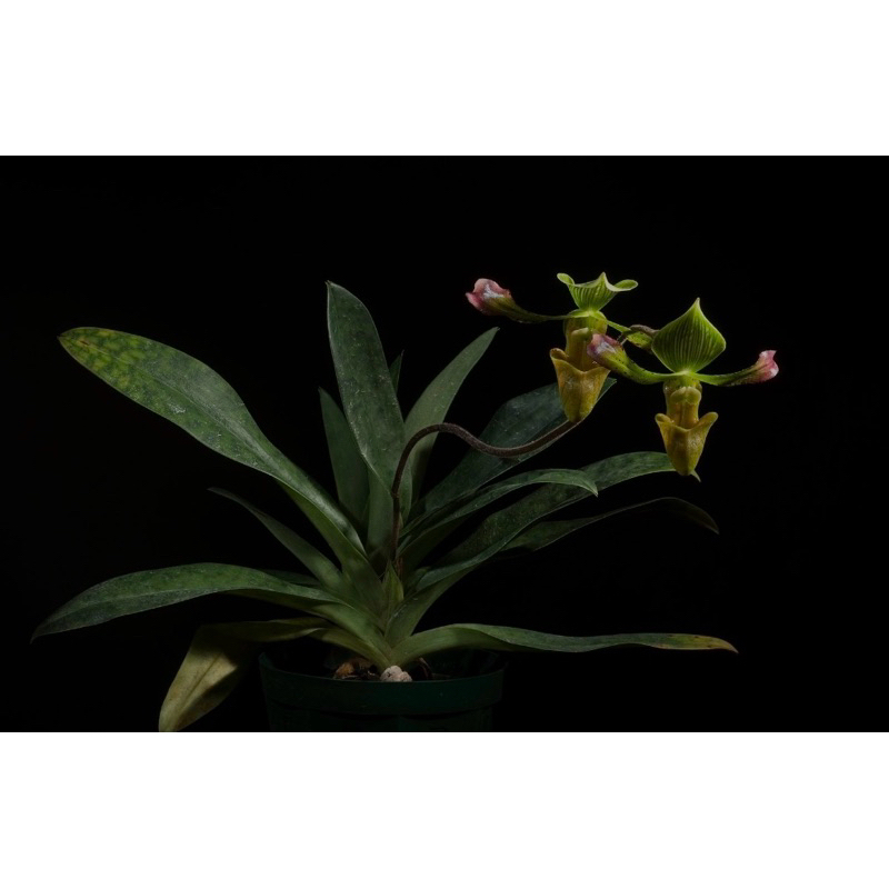 Anggrek Paphiopedillum Javanicum Siap Bunga | Papio Javanicum | Anggrek Papio