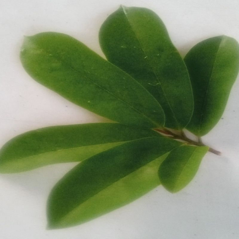 

Daun sirsak segar 50 helai