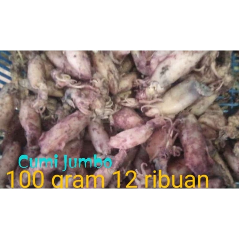 

Cumi Jumbo 100 gram 12.000