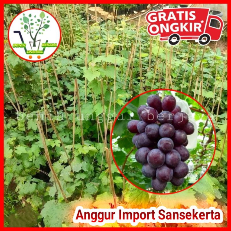 Bibit Anggur Import Sansekerta Valid