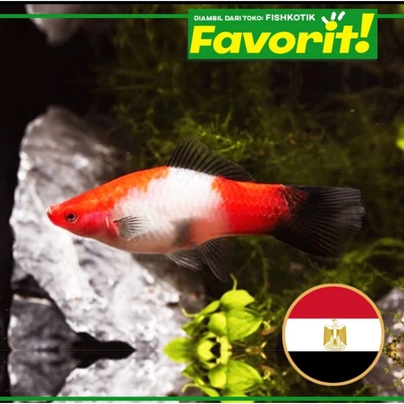Platy Mesir Ikan Hias Aquascape Hiasan Aquarium Tanaman Air Tawar