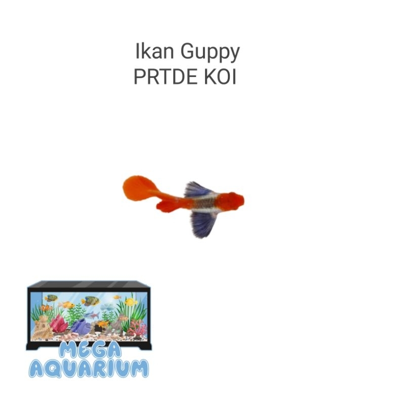 Hiasan Aquarium ( Guppy PRTDE Koi )