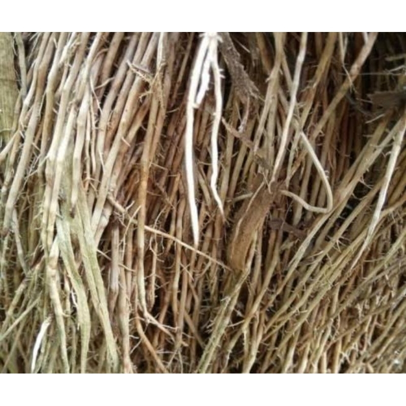 

Akar bambu kuning segar 500 gram