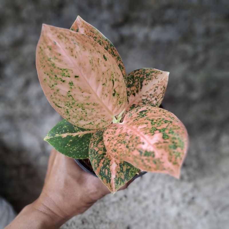 aglaonema stardust orange