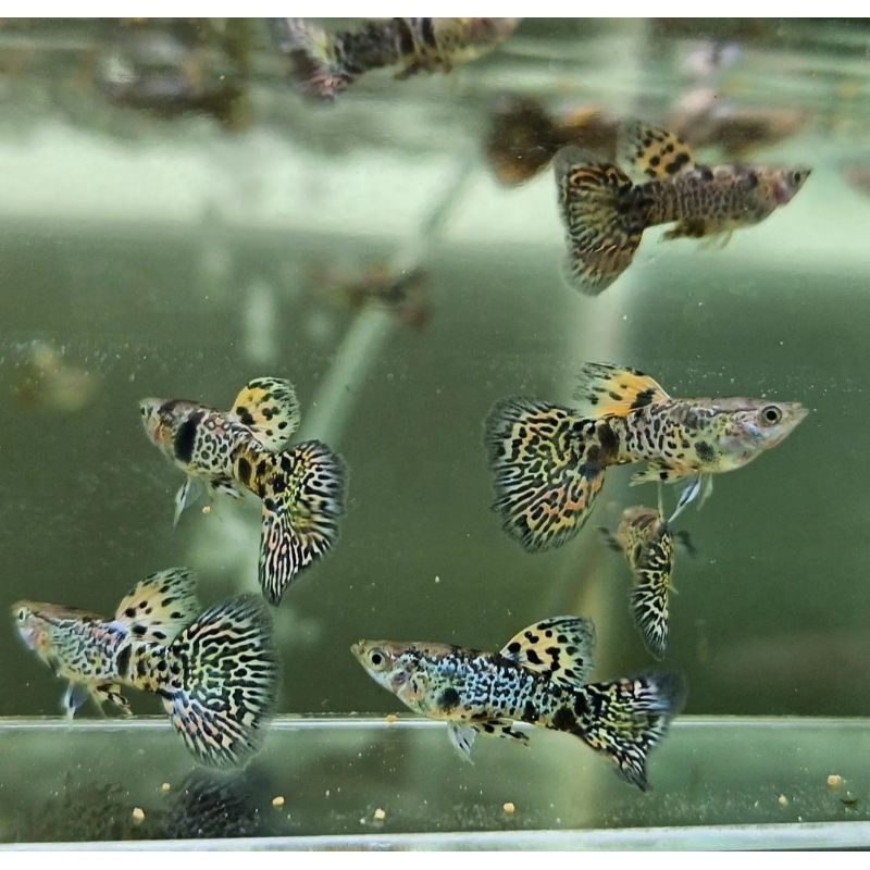 

kardus packing co YTKC SEPASANG