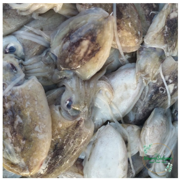 

Balakutak Ukuran Sedang per 1kg Sotong Segar Balakutak Segar Aneka Seafood Segar
