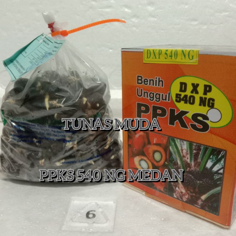 bibit sawit unggul ppks540