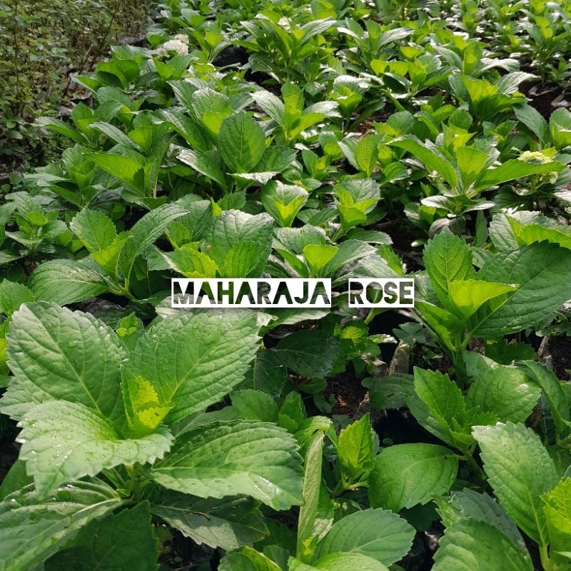 Bibit Import Hortensia Hydrangea