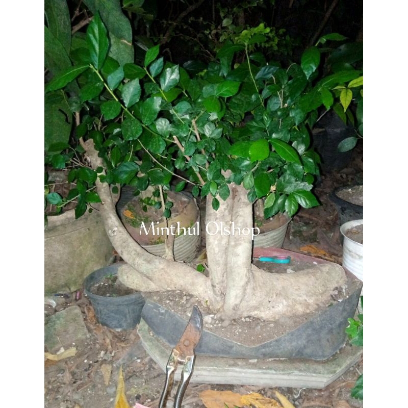 Bonsai serut tua bonggol jumbo real pict