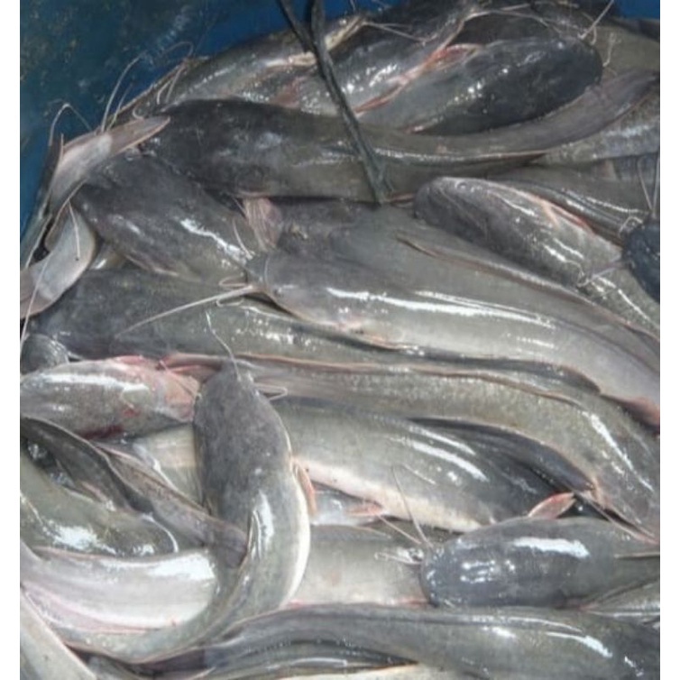 

GROSIRAN MURAH ikan lele konsumsi segar 1kg