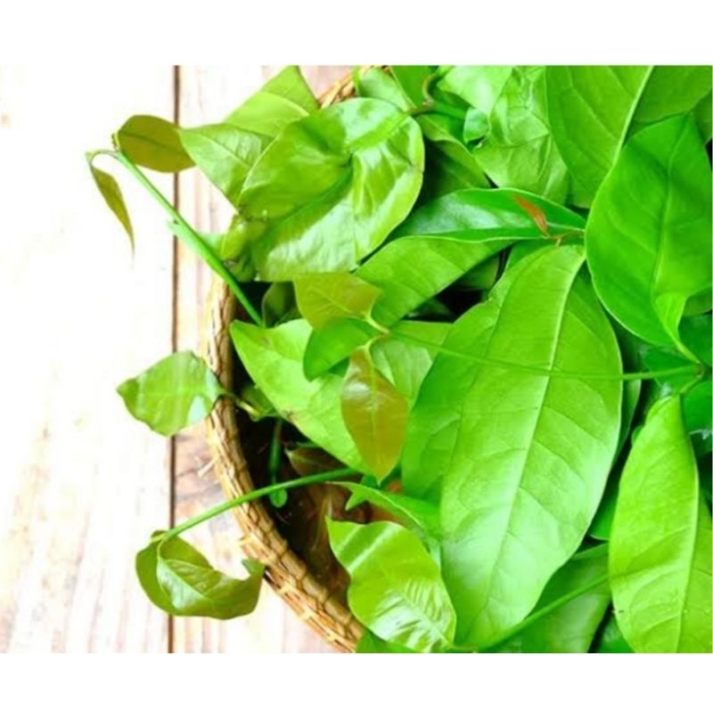 

Daun melinjo/Tangkil Muda