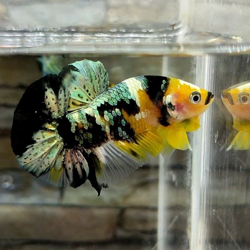 bahan top grade yellow koi copper