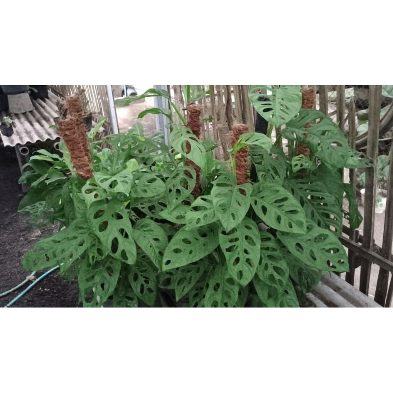 TANAMAN HIAS JANDA BOLONG PAKAI TURUS