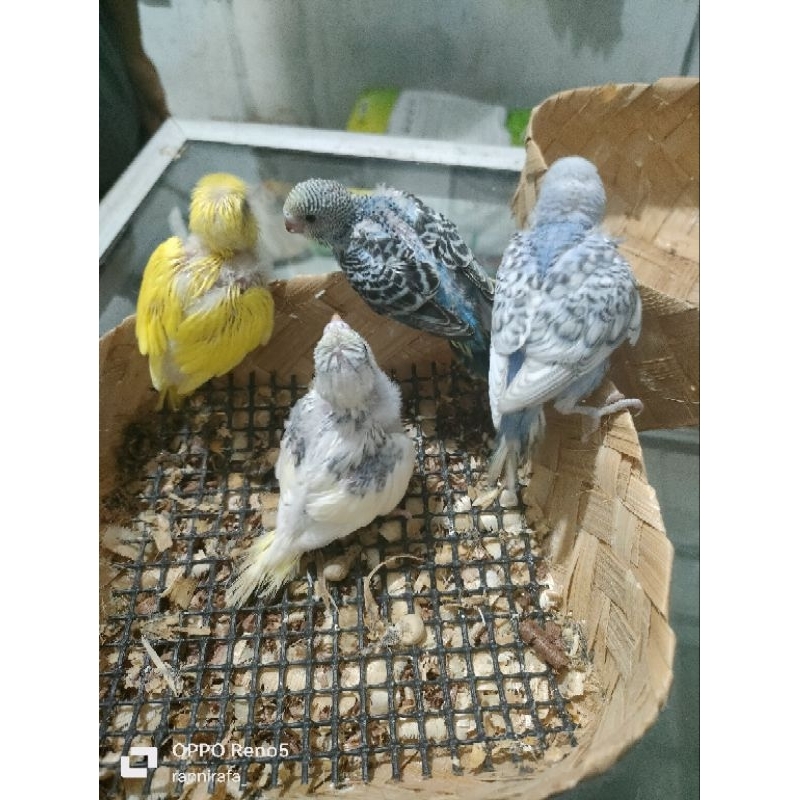 lolohan parkit lokal warna