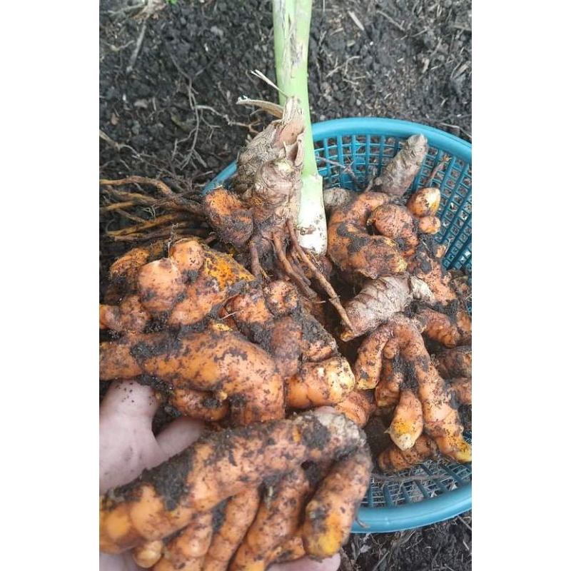 

kunyit segar super 1kg