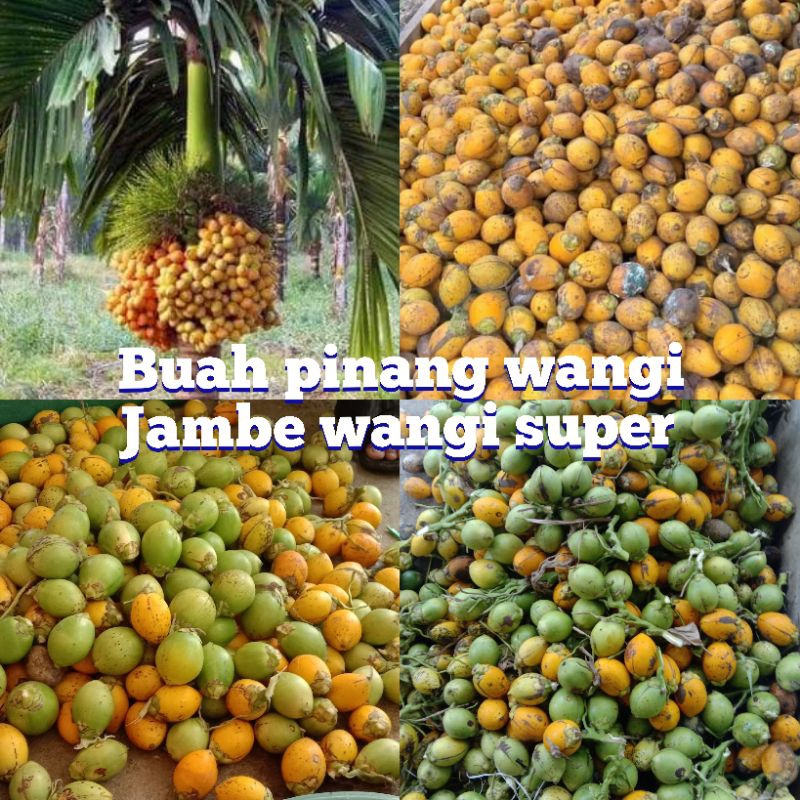 

Buah jambe wangi pinang kualitas super