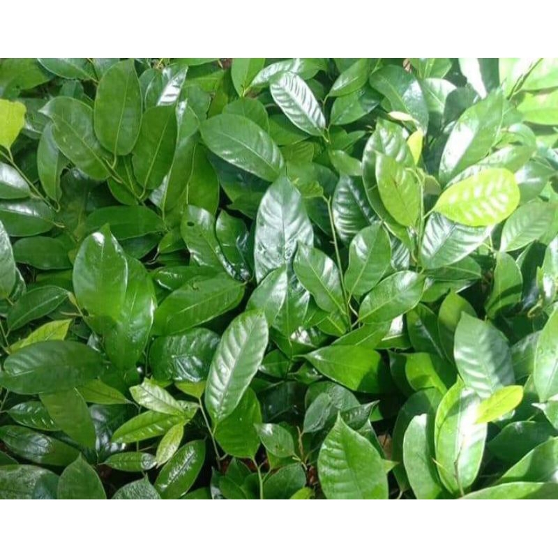 

Daun Pala fresh 500 gram baru petik COD