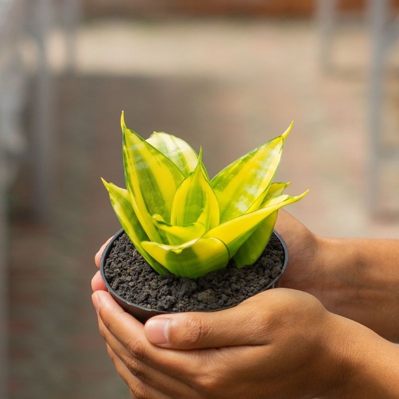 SANSEVIERIA HAHNII PHILIPINE ( POT 10 CM )