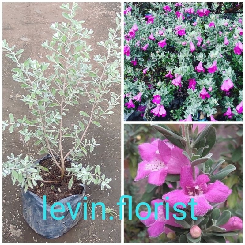 [LANGKA] Leucophyllum frutescens / texas ranger/ texas sage / hijau perak bibit tanaman hias bunga