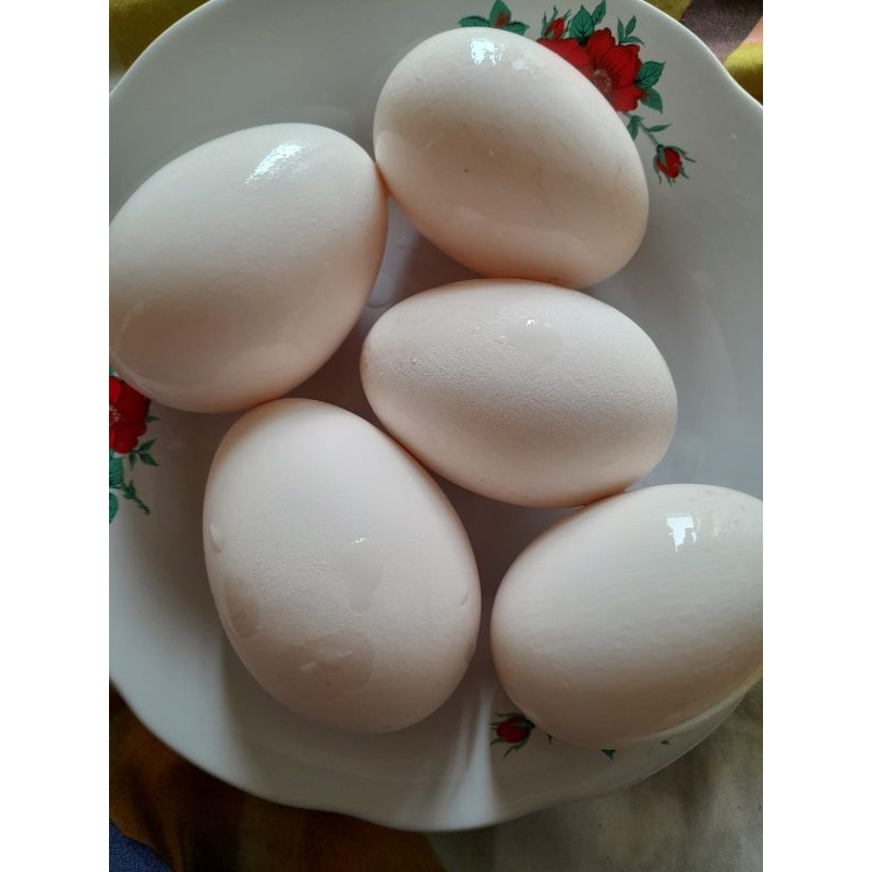 

TELUR ANGSA SOANG FRESH (FERTIL) UNTUK DI TETASKAN DAN KONSUMSI