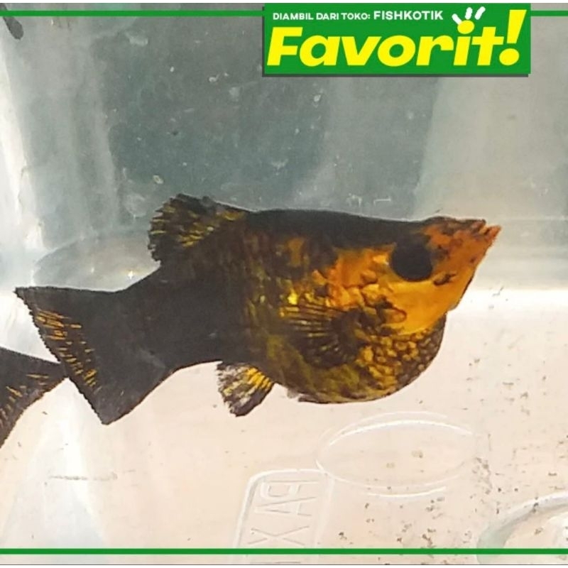 Langka Molly Golden Black Balon Ikan Hias Aquascape Hiasan Aquarium