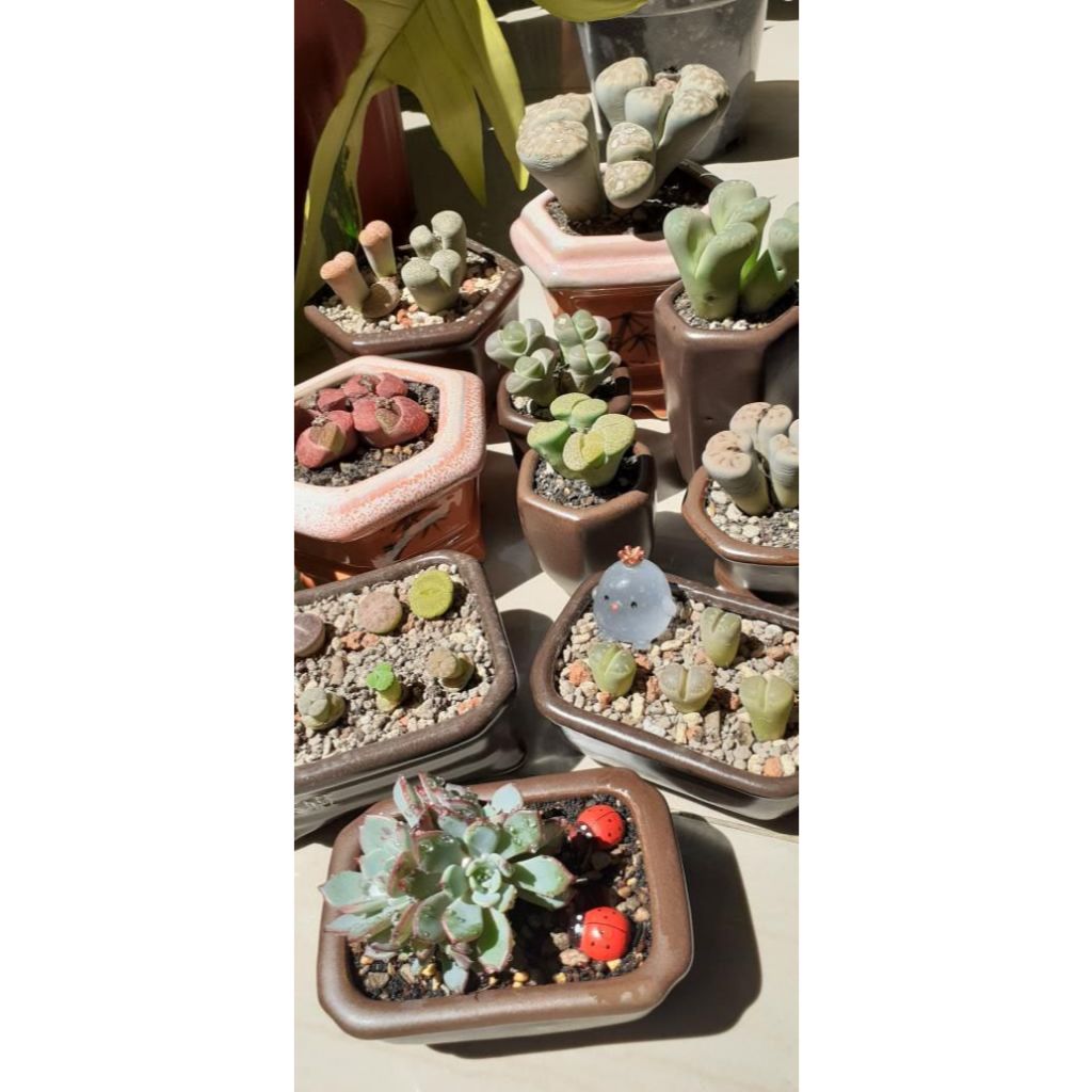 

Sanse (Debi Natalia M)