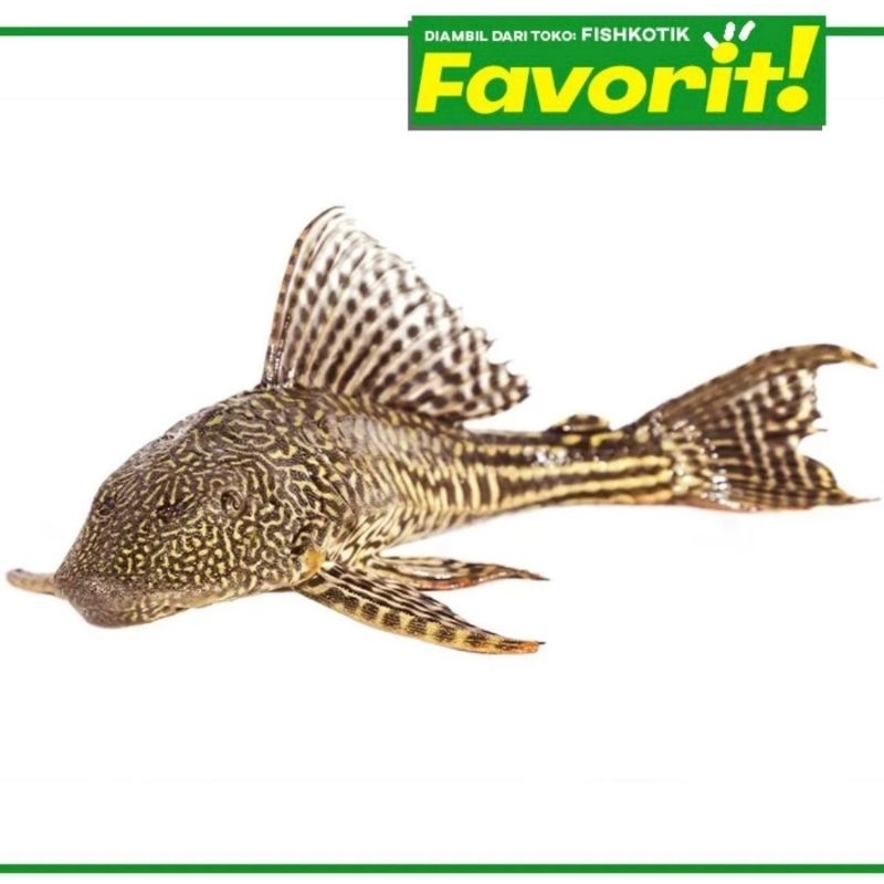 Pleco Hitam 20cm+ Ikan Hias Aquarium Aquascape Sapu Sapu Tanaman Air