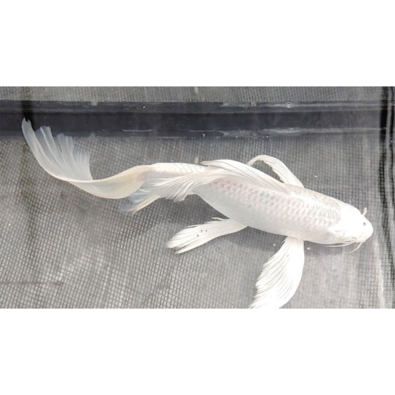 READY KOI PLATINUM SLAYER SZ 7-10CM  (ISI 5)