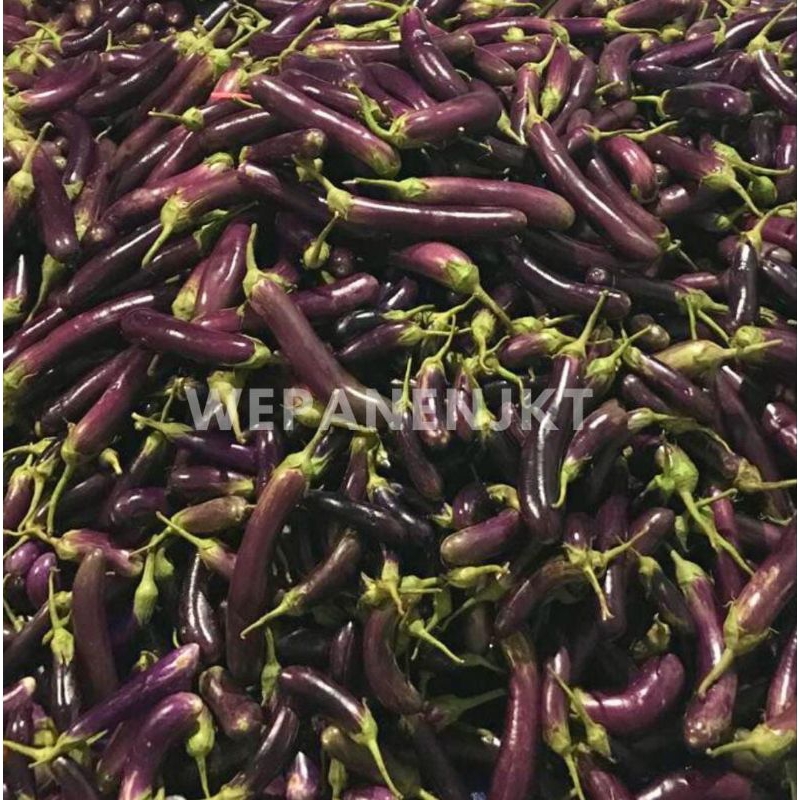 

Sayur Terong Ungu 1kg