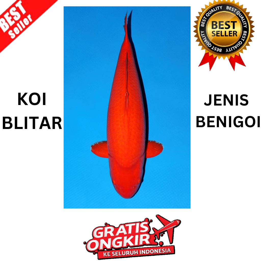 IKAN KOI BENIGOI UK 10CM KKOI BLITAR