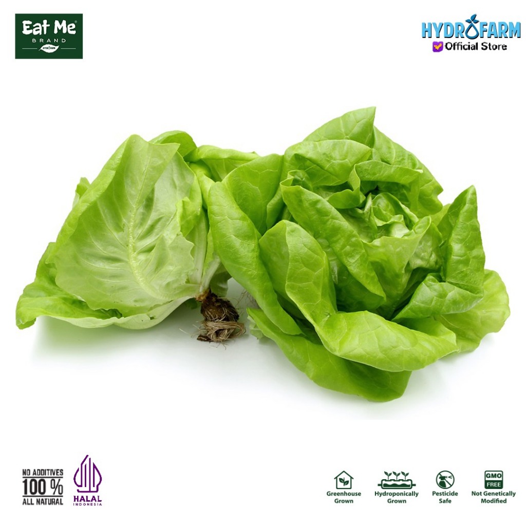 

Eat Me Brand - Selada Butterhead Lettuce Hidroponik Kg