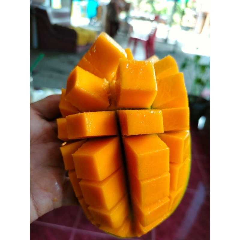 

mangga gadung atau harum manis (jatim only)