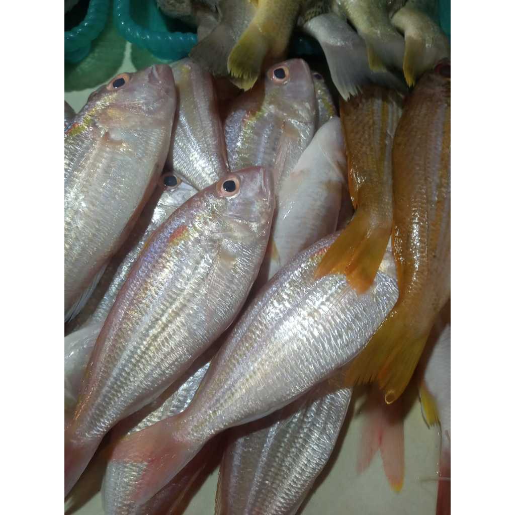 

Ikan Kurisi / Terisi Segar