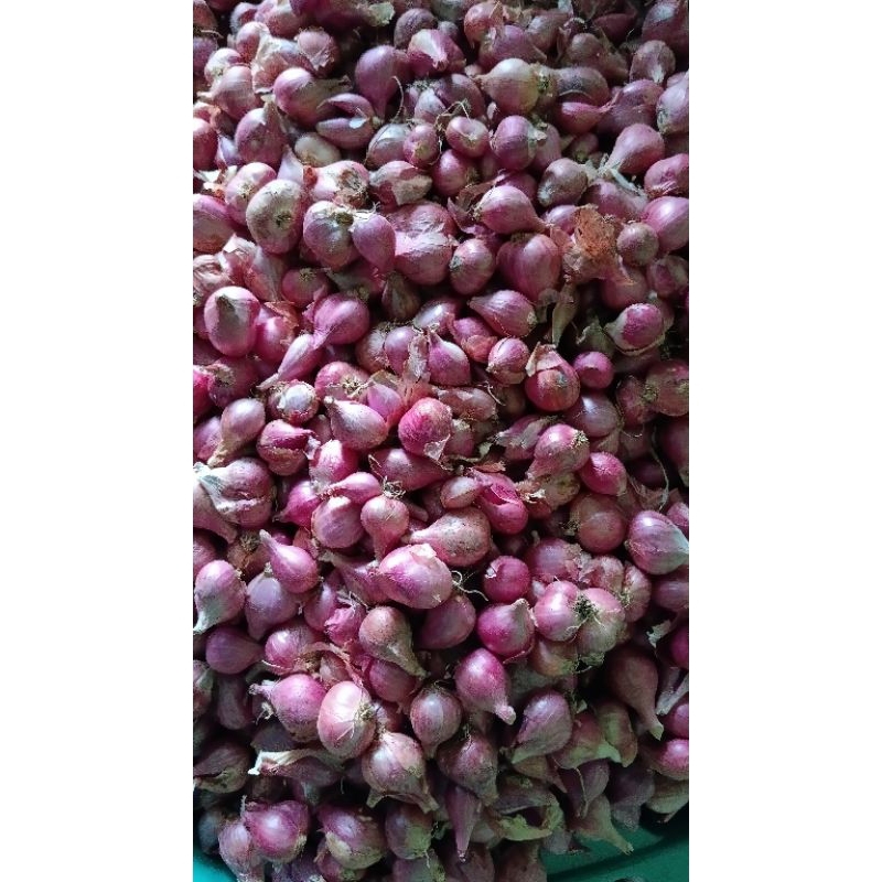 

bawang merah