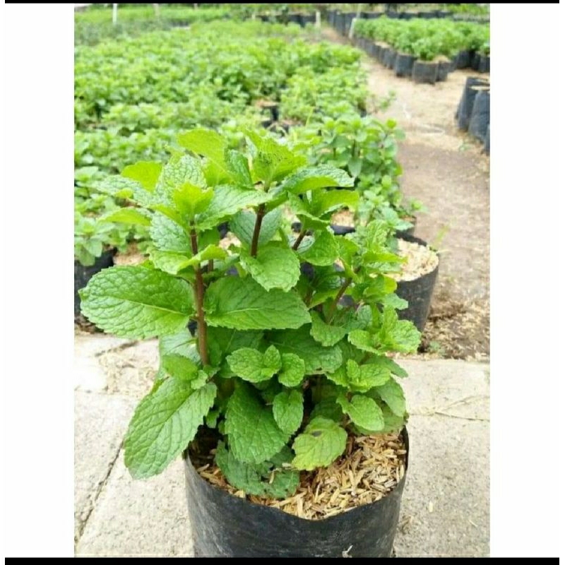 

daun mint/po'o paling sering di gunakan untuk minuman