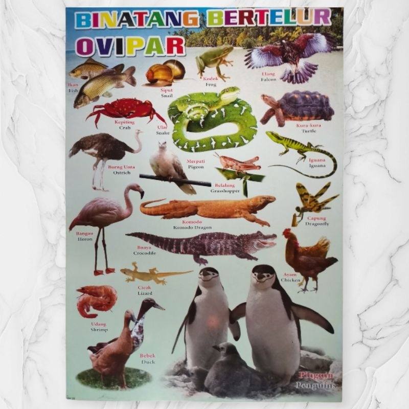 Poster Edukasi Hewan Ovipar