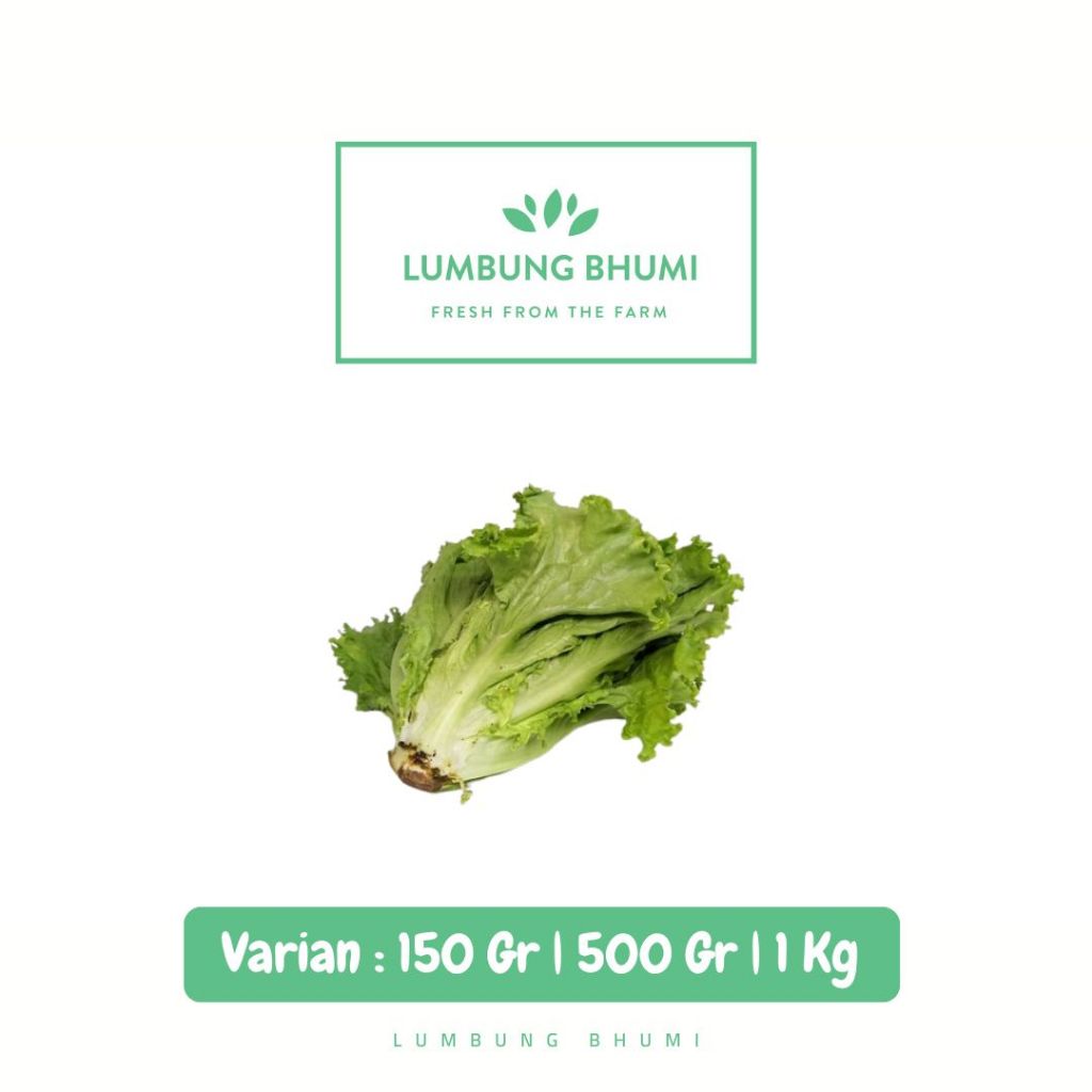 

Selada Keriting Sayur - Lumbung Bhumi
