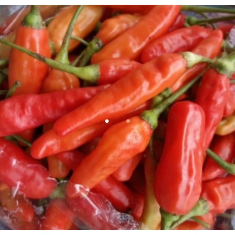 

Cabai Rawit Merah / Cabai Setan