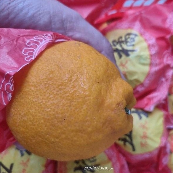 

Buah Jeruk Dekopon Keranjang