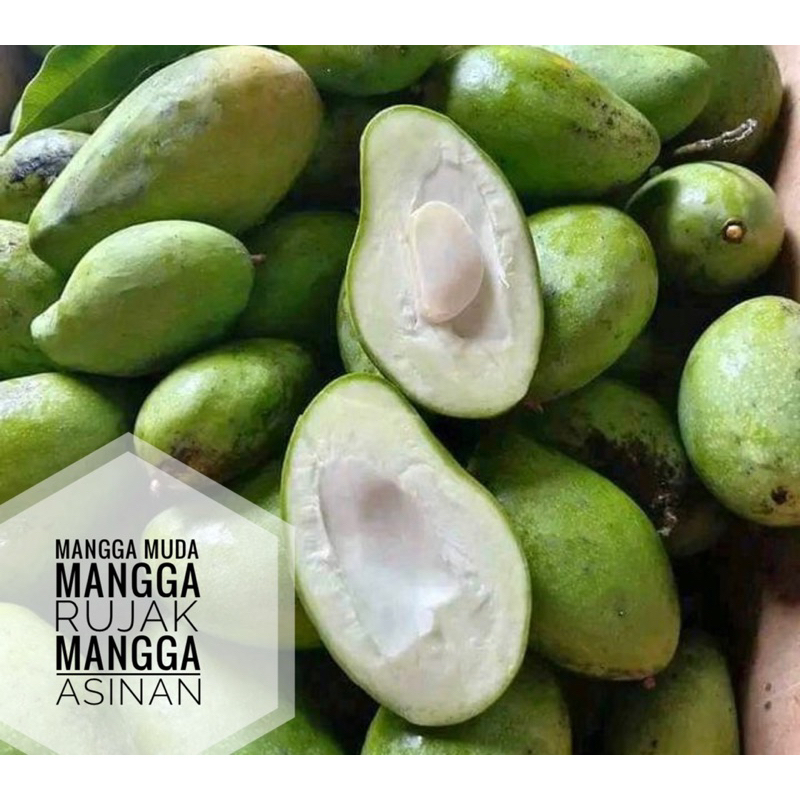 

BUAH MANGGA MUDA MANGGA RUJAK MANGGA ASINAN GARING