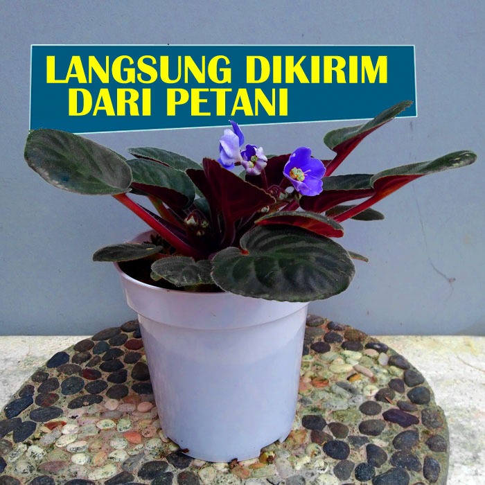 Tanaman Violces bunga ungu semu biru (african violets blue dragon)