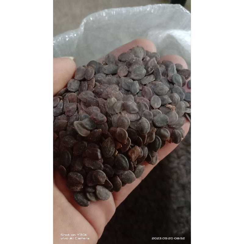 Biji Kaliandra Merah 500 gram / Benih Kaliandra Merah / biji kaliandra merah premium