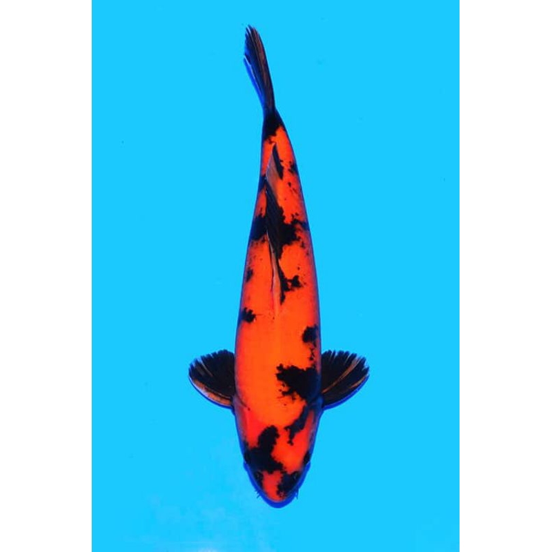 

KOI UTSURI SIZE 20-25 CM