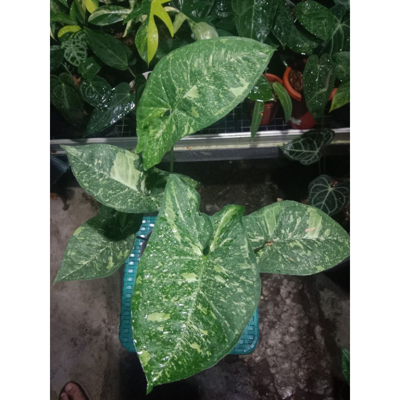 syngonium panda galaxi