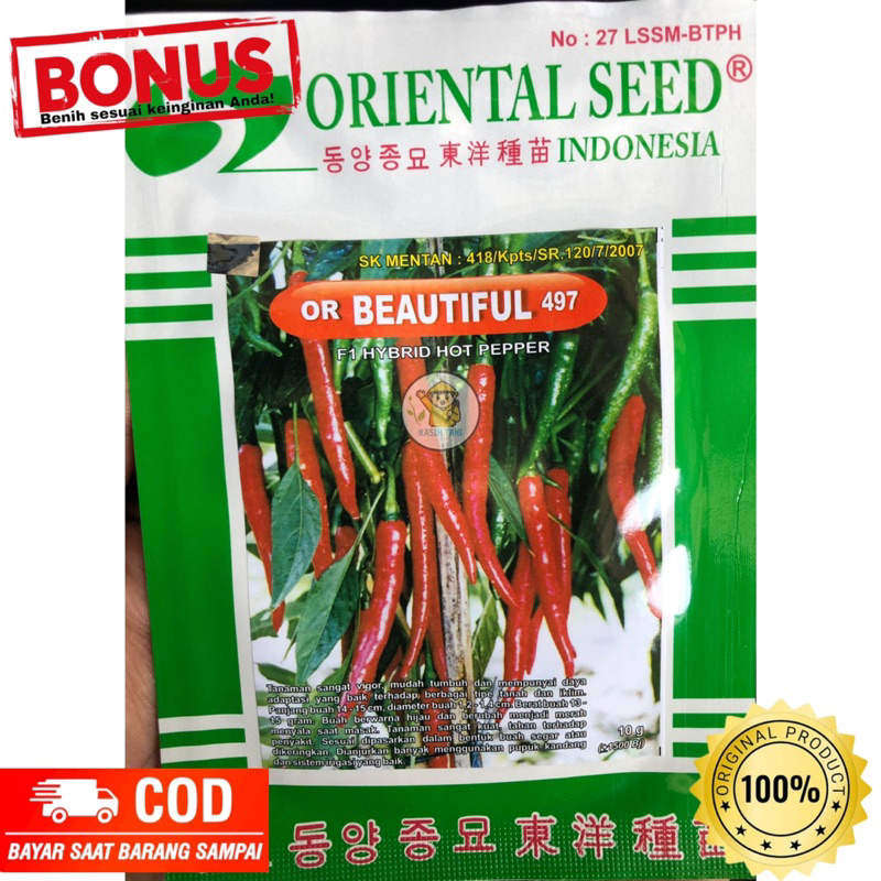 Benih Cabe OR Beautiful 497 dari Oriental Seed