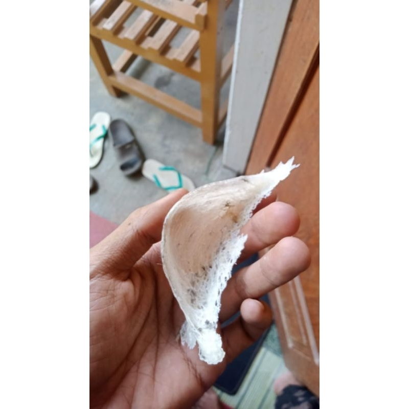 

sarang walet mangkok