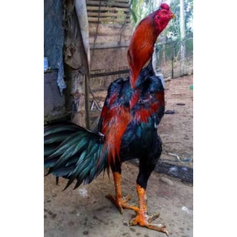 Telur Ayam BANGKOK Super F1 Hanya Untuk Ditetaskan