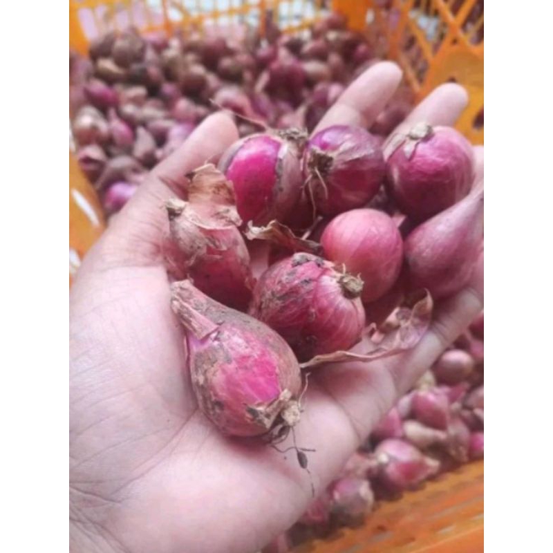 

Bawang merah 500gr