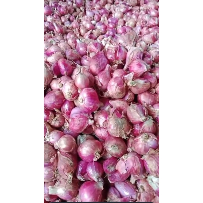 

bawang merah super besar 1kg