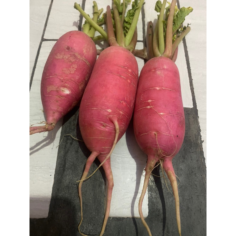 

lobak merah segar 1kg langsung dari petani
